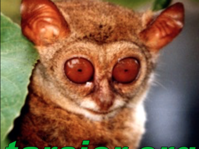 Welcome to tarsier.org